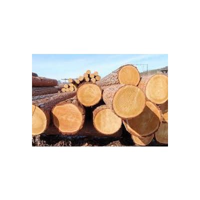 WE SUPPLY OF PINE TIMBER