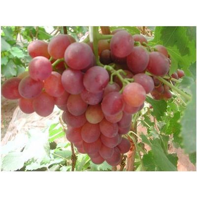 Grape Pip Extract