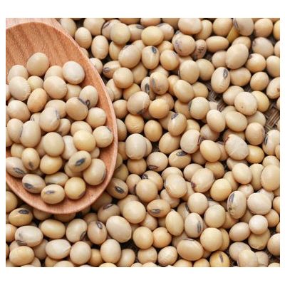 Non-GMO Soybean