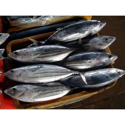 Sell frozen Skipjack tuna bonito tuna factory supply