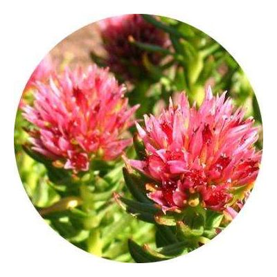Sell Rhodiola Rosea extract