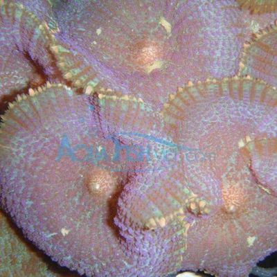 Live Mushroom Coral - Violet color