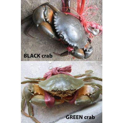 LIVE green crab and black crab