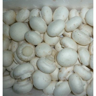 sell fresh/dry/brine chapignon/button mushrooms