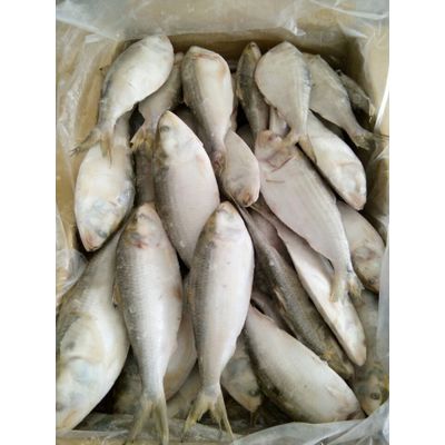 Frozen Dotted gizzad shad (Hilsha)