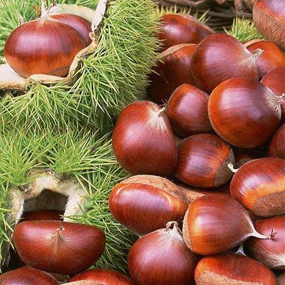 Fresh Chestnuts and Frozen Peeled Chestnuts