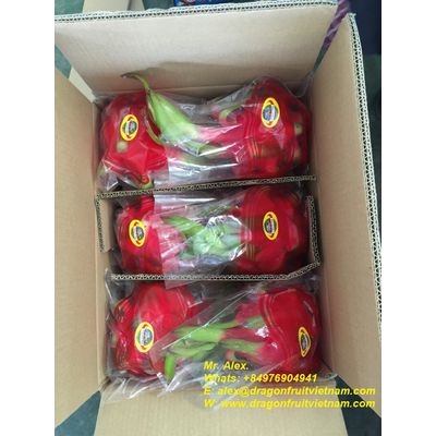 Hot Sales Dragon Fruit From Vietnam