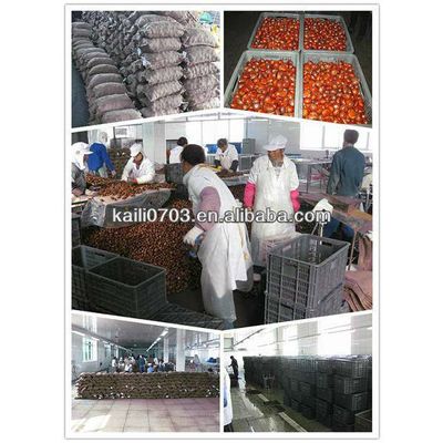 Raw And Fresh Chestnut Good Price And Best Quality Of Chestnut Trade Leads Dandong Kaili Food