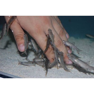 Nail Polish Remover--Doctor Fish Spa