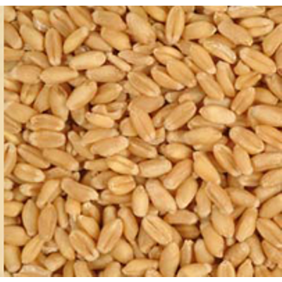 Wheat Grain FEED WHEAT- GRADE A