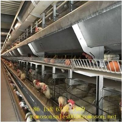 find laying cage_shandong tobetter meet customer need