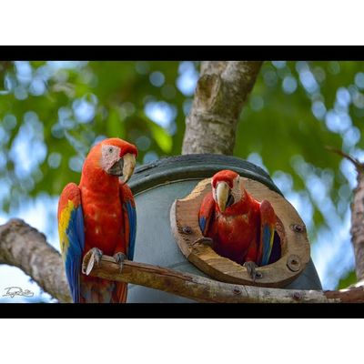 Macaws,Cockatoos,African Greys and Fertile Eggs