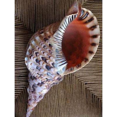 right handed natural triton conch