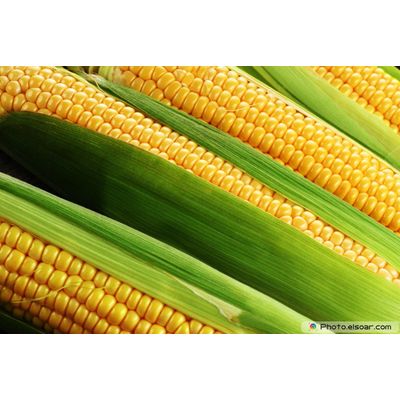 Corn Yellow