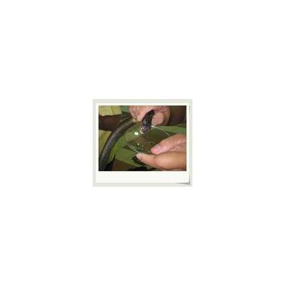 Sell Snake Venom/Poison(Agkistrodon,Agkistrodon acutus,Bungarus fasciatus)