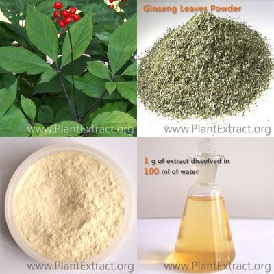 Panax Ginseng Leaves Extract