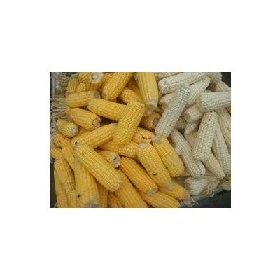 Sell White and Yellow Corn For Both food and Animal Feed