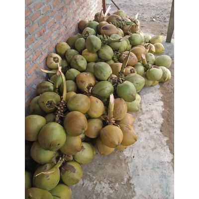 Big Supply Young Coconut Indonesia