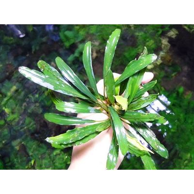 Tropical Ornamental Plants--Bucephalandra Sanggau