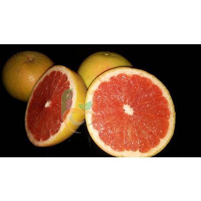 Egyptian fresh grapefruit by fruit link