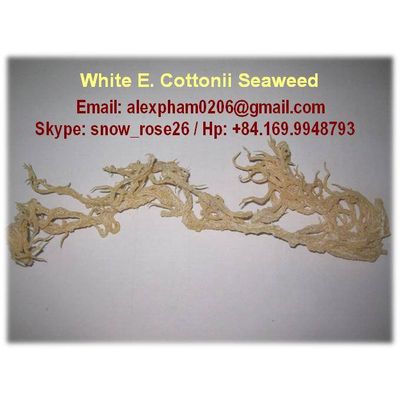 Dried Eucheuma Cottonii Seaweed