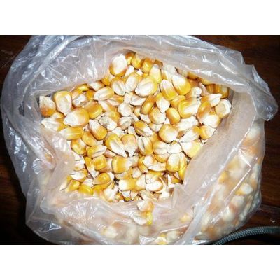 supply yellow maize