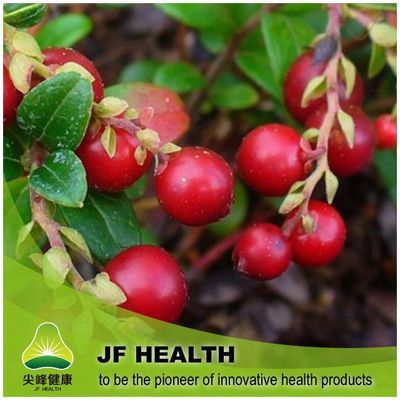 Sell Cranberry extract, Anthocyanins, Proanthocyanidins, OPC