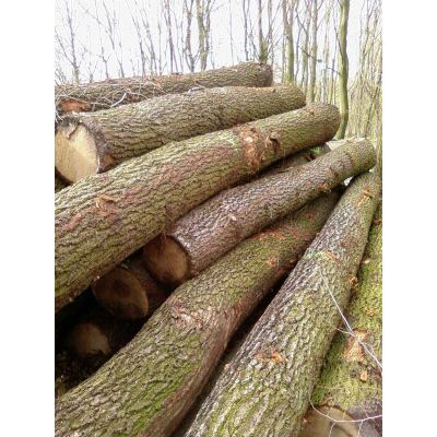 Oak Logs