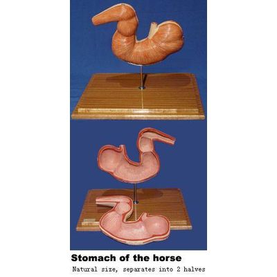 VM031: stomach of the horse