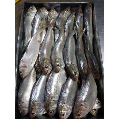 Offer Bullet tuna and sardine for canning factory