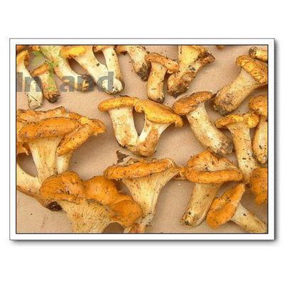Mushrooms,Chanterelle,Chanterelle Mushrooms,Cibarius,Mushrooms