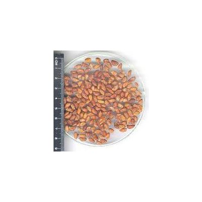 Voacanga Africana seeds/powder