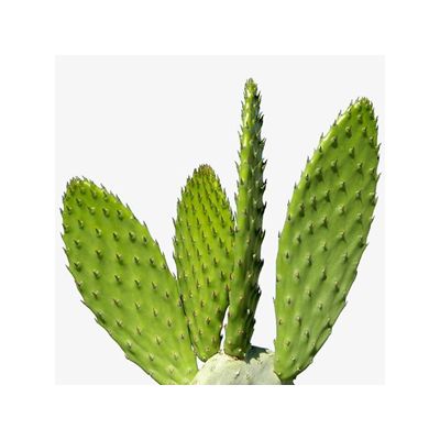 Cactus Extract 5:1 manufacturer top quality comprtitive price