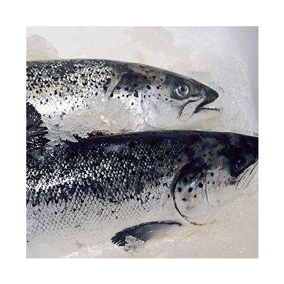 Buying Norwegian Salmon
