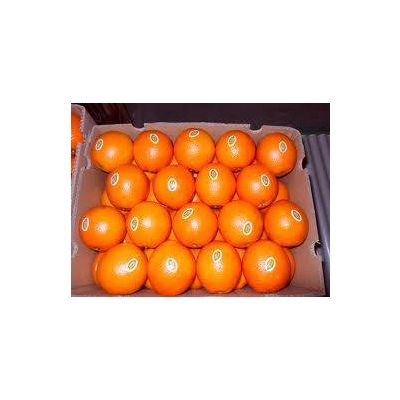 Fresh Navel Oranges for sale