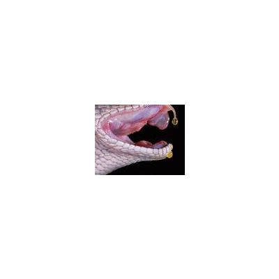 Banded krait Snake venom Bungarus fasciatus