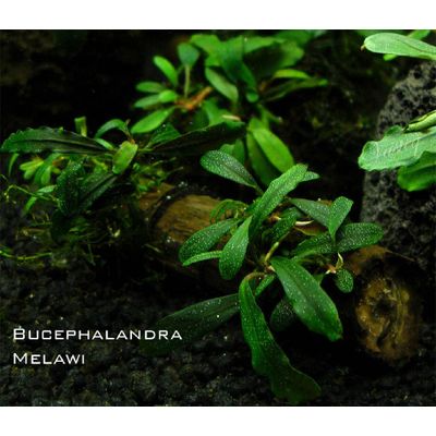 Bucephalandra Melawi--Indoor Ornamental Plants