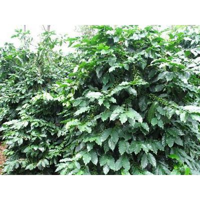 yunnan arabica coffee, best quality coffee supply directly from manufacturer