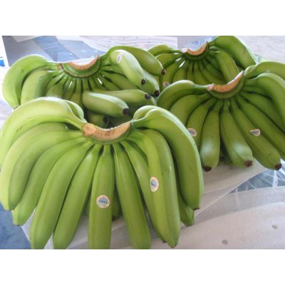 Cavendish Bananas for sale