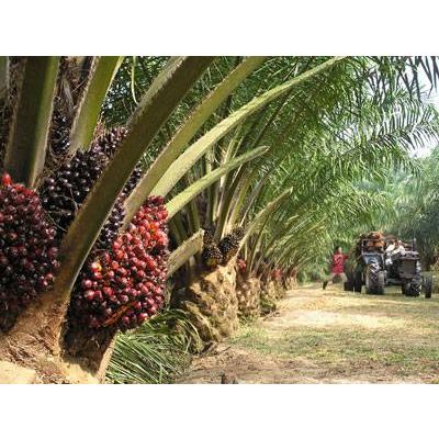 Crude & Refined Palm Oil