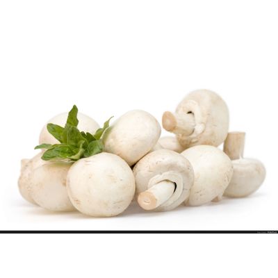 Fresh white Mushrooms