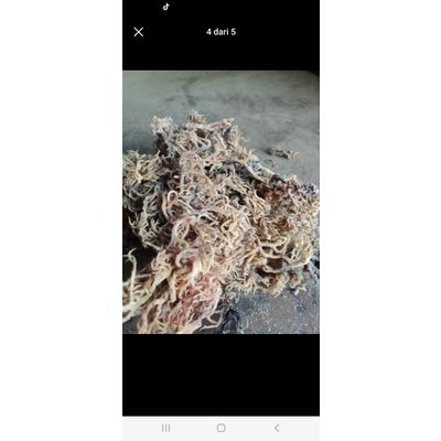 seaweed eucheuma cottonii spinosum
