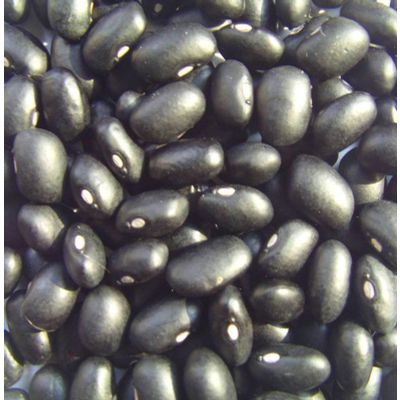 2010 crop black kidney beans