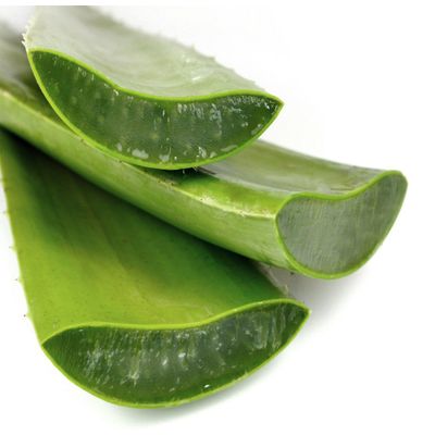Premium Quality From Farmer Vietnam With 50 to 60 cm 100% Organic Freeze Aloe Vera