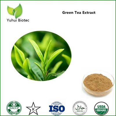 green tea extract,green tea extract powder,egcg,tea polyphenol