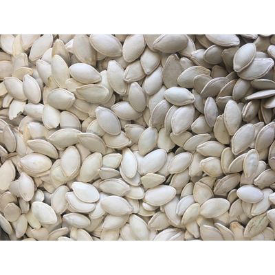China best quality shine skin pumpkin seeds in shell