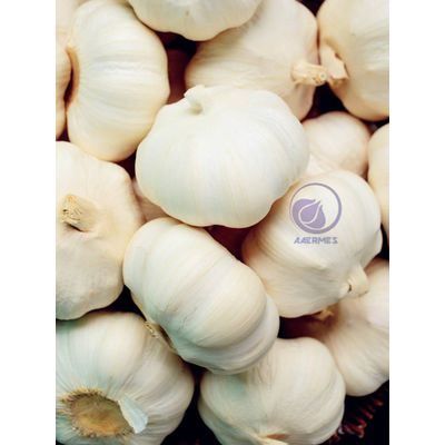 Pizhou Fresh Pure-White / Red Garlic
