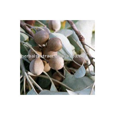 Fructus Phyllanthi Extract Powder, Phyllanthus Emblica L,Extract Ratio:10:1