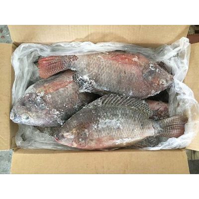 Black and Red Frozen Tilapia Fish