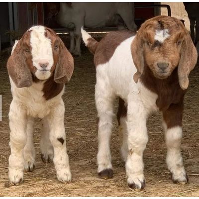 High Quality Live Stock Boer Goat Available For Sale